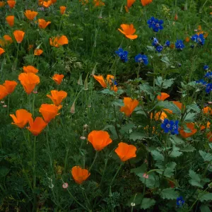 Phacelia, Eschscholzia (California Poppy) , Santa Barbara Botanic Garden, meadow