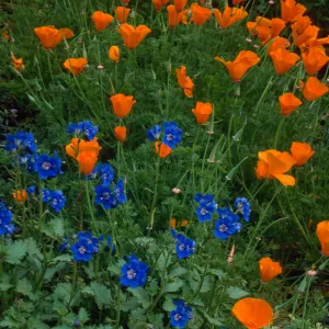 Phacelia, Eschscholzia (California Poppy) , Santa Barbara Botanic Garden, meadow