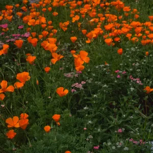 Achillea (yarrow), Eschscholzia (California Poppy) , Santa Barbara Botanic Garden, meadow