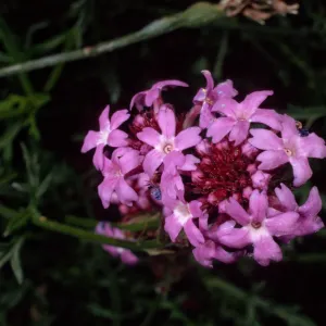 Verbena lilacina, Santa Barbara Botanic Garden