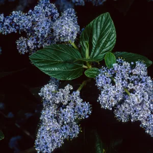 Ceanothus arboreus, Santa Barbara Botanic Garden