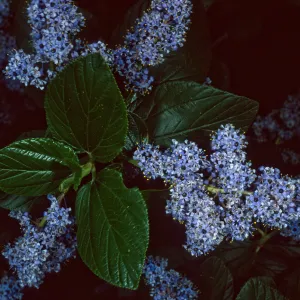 Ceanothus arboreus, Santa Barbara Botanic Garden
