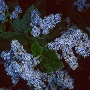 Ceanothus arboreus, Santa Barbara Botanic Garden