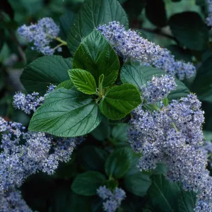 Ceanothus arboreus, Santa Barbara Botanic Garden
