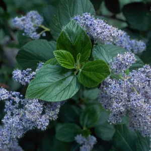 Ceanothus arboreus, Santa Barbara Botanic Garden