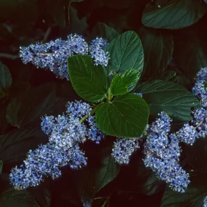 Ceanothus arboreus, Santa Barbara Botanic Garden