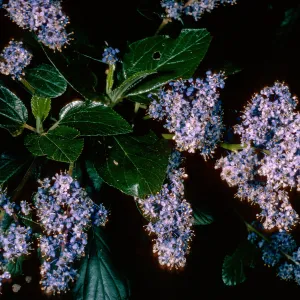 Ceanothus arboreus, Santa Barbara Botanic Garden