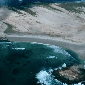 Pinnipeds, Point Bennett, San Miguel Island