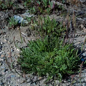 Plantago coronopus, San Nicolas Island