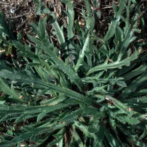Plantago coronopus, San Nicolas Island