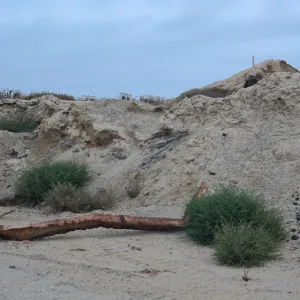 Salsola tragus, metric site on Beach Road, San Nicolas Island
