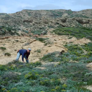 Nathan Smith collecting Lomatium insulare, Southeast side, San Nicolas Island