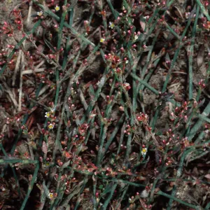 Polygonum arenastrum, metric site/Beach Road, San Nicolas Island