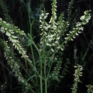 Melilotus albus, metric site on Beach Road, San Nicolas Island