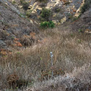 Marrubium vulgare, Twin Rivers drainage, San Nicolas Island