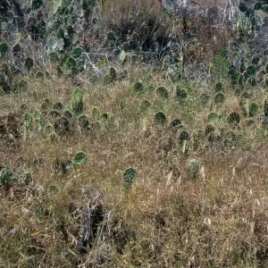 Cynodon (Bermuda grass) covering Opuntia (Prickly-pear), Lower ï¿½Lï¿½ Canyon, San Nicolas Island