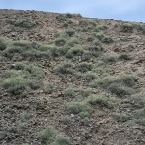 Niebla ramosissima, Theodolite Road, San Nicolas Island