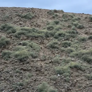Niebla ramosissima, Theodolite Road, San Nicolas Island