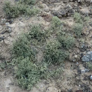 Niebla ramosissima, Theodolite Road, San Nicolas Island