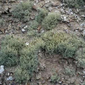 Niebla ramosissima, Theodolite Road, San Nicolas Island