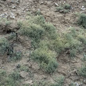 Niebla ramosissima, Theodolite Road, San Nicolas Island