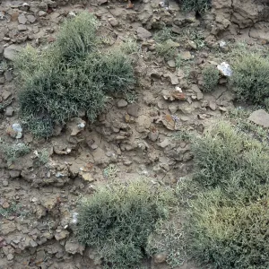 Niebla ramosissima, Theodolite Road, San Nicolas Island