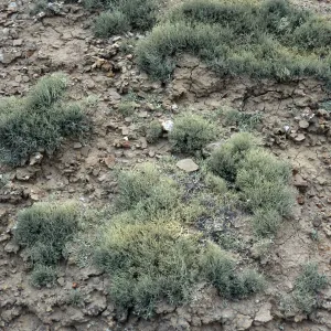 Niebla ramosissima, Theodolite Road, San Nicolas Island