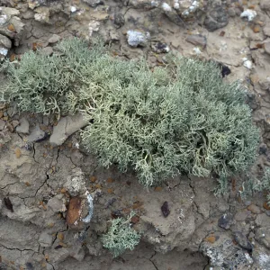 Niebla ramosissima, Theodolite Road, San Nicolas Island