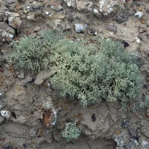 Niebla ramosissima, Theodolite Road, San Nicolas Island