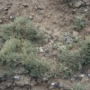 Niebla ramosissima, Theodolite Road, San Nicolas Island
