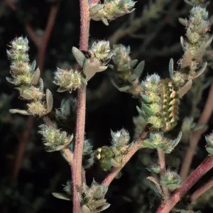 Bassia hyssopifolia, w/caterpillars, metric site/Beach Road, San Nicolas Island