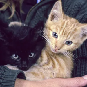 kittens, San Nicolas Island