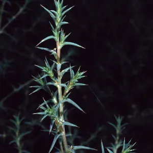 Salsola tragus, metric site/Beach Road, San Nicolas Island
