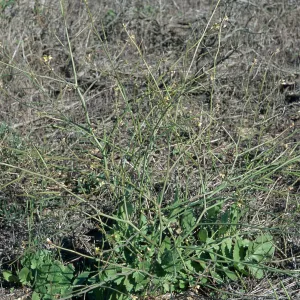 Brassica tournefortii, San Nicolas Island