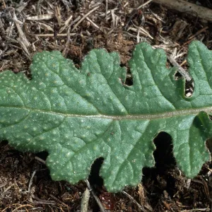 Brassica tournefortii leaf, San Nicolas Island
