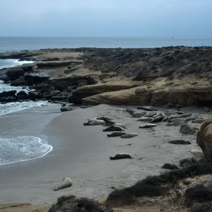 Elephant Seals, beach South of sandspit, San Nicolas Island