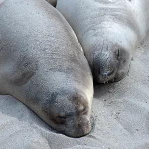 Elephant Seals, beach South of sandspit, San Nicolas Island