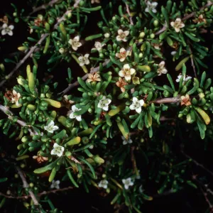 Lycium californicum, San Nicolas Island