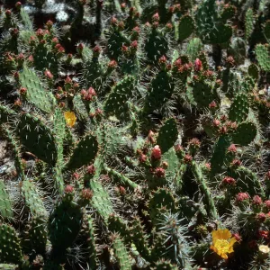 Opuntia littoralis, lower Cattail Canyon, San Nicolas Island