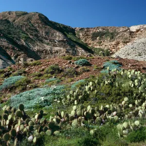 Opuntia oricola, East of barge landing, Southeast end, San Nicolas Island