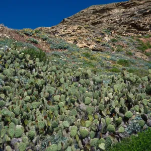 Opuntia oricola, 1st large canyon, West of barge landing at Daytona Beach, San Nicolas Island