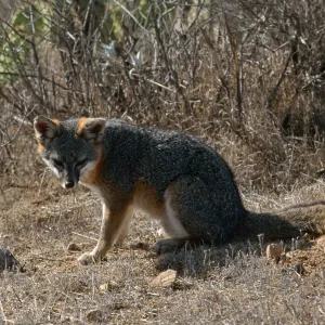 island fox, Kurt Road, Catalina Island
