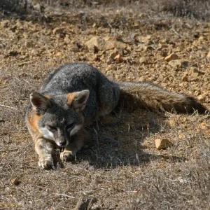 island fox, Kurt Road, Catalina Island