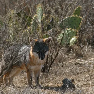 island fox, Kurt Road, Catalina Island