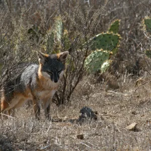 island fox, Kurt Road, Catalina Island