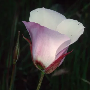 Calochortus catalinae, Toyon Bay Road, Santa Catalina Island