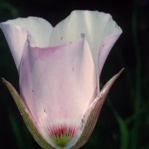 Calochortus catalinae, above Toyon Bay, Santa Catalina Island