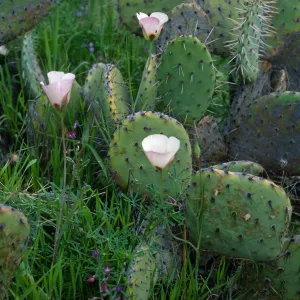 Calochortus catalinae, Opuntia oricola, Lupinus truncatus, above Toyon Bay, Santa Catalina Island