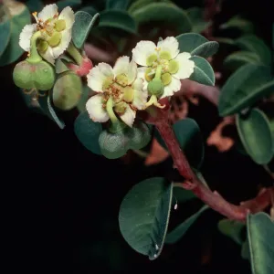 Euphorbia misera, 1140 Tunnel Road, Santa Barbara County