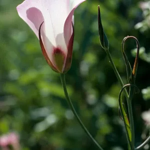 Calochortus catalinae, Encinal Canyon Road, Santa Monica Mountains